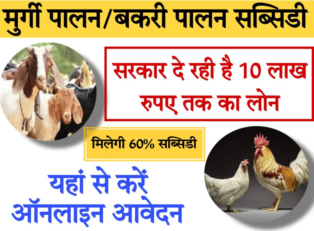 poultry farming project 2024 मुर्गी और बकरी के लिए भी मिलेगा लोन…जानिए कैसे करते हैं अप्लाय