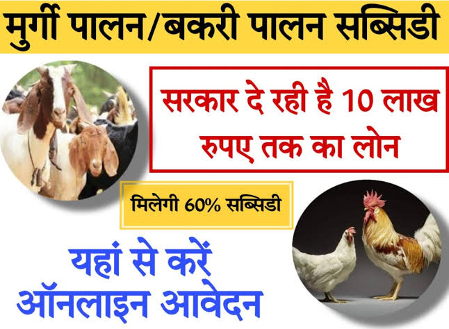 poultry farming project 2024 मुर्गी और बकरी के लिए भी मिलेगा लोन…जानिए कैसे करते हैं अप्लाई