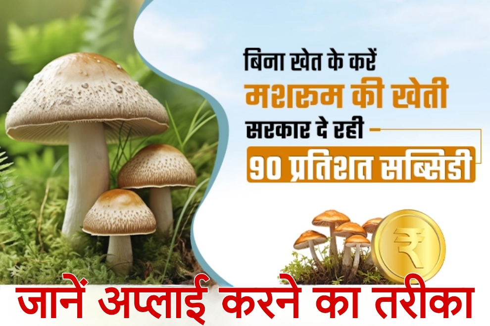 mushroom farm near me बिना खेत के करें मशरूम की खेती, सरकार दे रही 90% सब्सिडी, जानें अप्लाई करने का तरीका