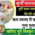 ec poultry farm कम लागत में कमाएं चार गुना मुनाफा,